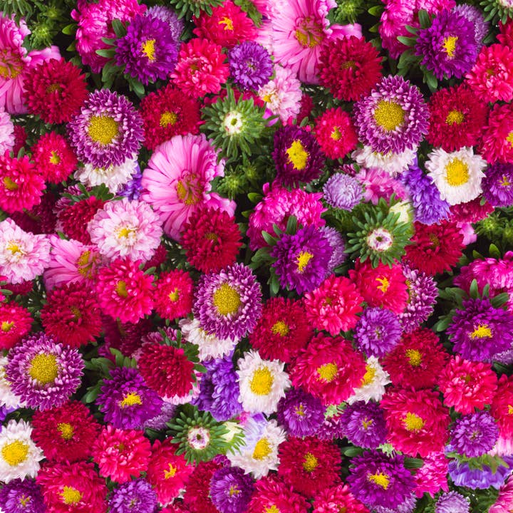 Bentley Seed Co. - Wholesale Plant Seeds - Aster, Crego Mixed Colors Seed Packets3