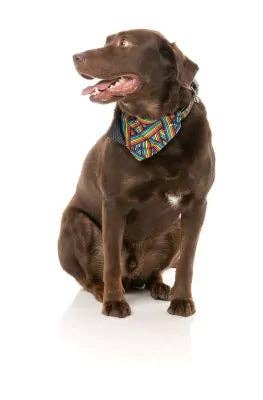 In Vogue Pets – wholesale Pet bandana – Dog – Rainbow Northcote Bandana2