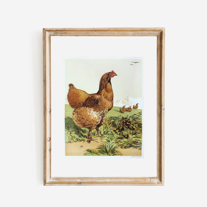 English Hen Antique Art Print II for wholesale by Sea to Skye
