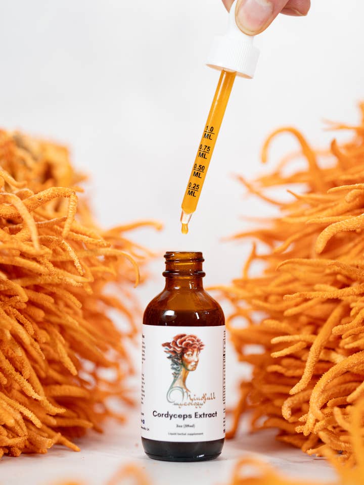 Cordyceps Extract for wholesale by Mindfull Mycology LLC