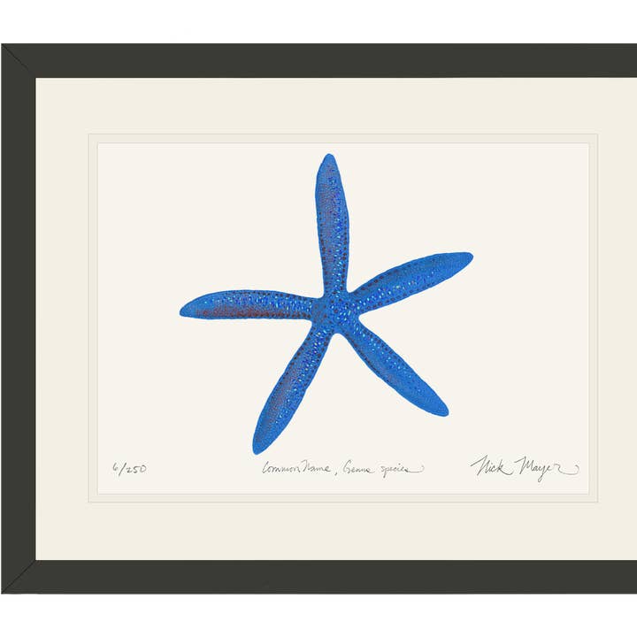 Stampa in Edizione Limitata di Stella Marina Linckia Blu I per la vendita all'ingrosso da parte di Nick Mayer Art