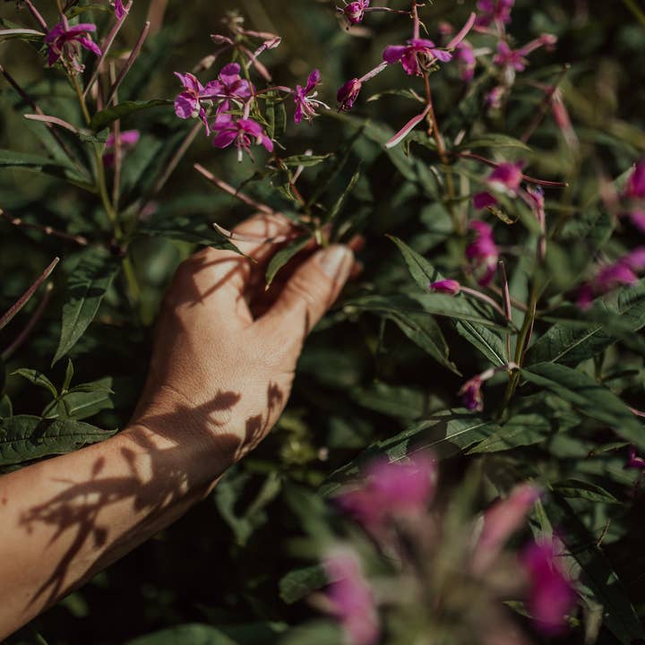 Plūkt – wholesale Löst te – Eldnäva ekologiskt löst örtte | lövte | zerowaste5