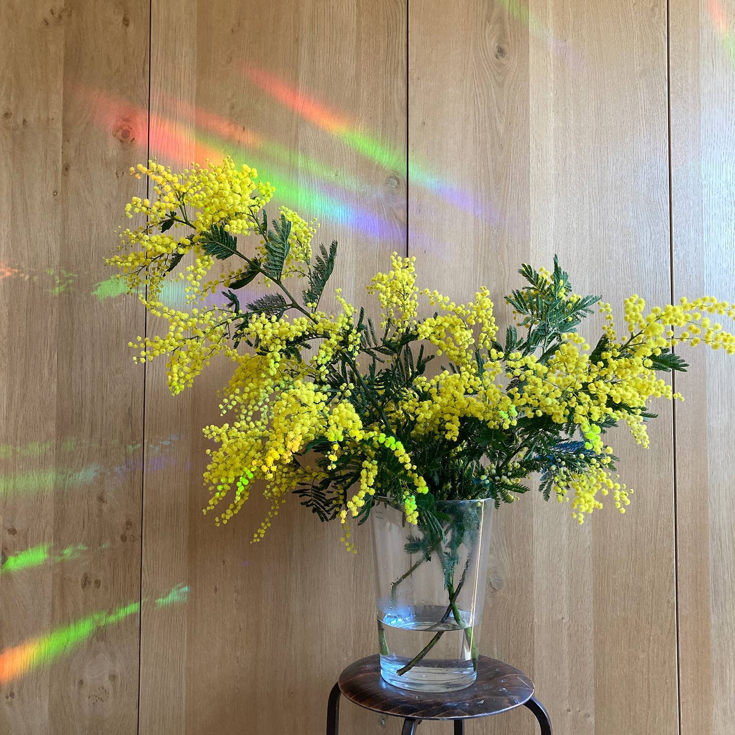 Botanopia USA - gifts , decor and cards for plant lovers - Wholesale Suncatcher - Rainbow maker sticker - You shine so bright3