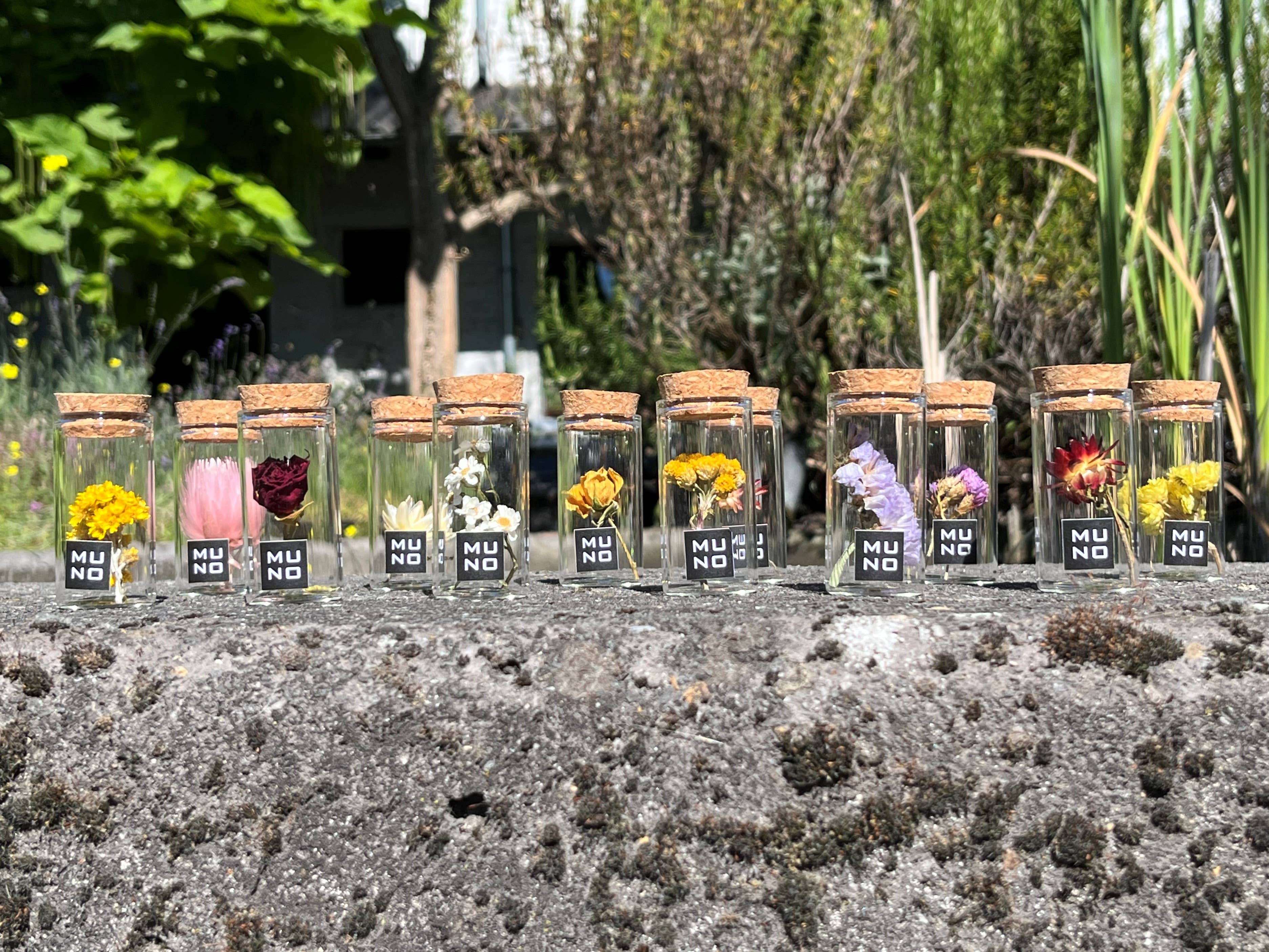 Muno - Wholesale Dried/Pressed Flowers - TUBE 6 CM WITH DRIED FLOWER3