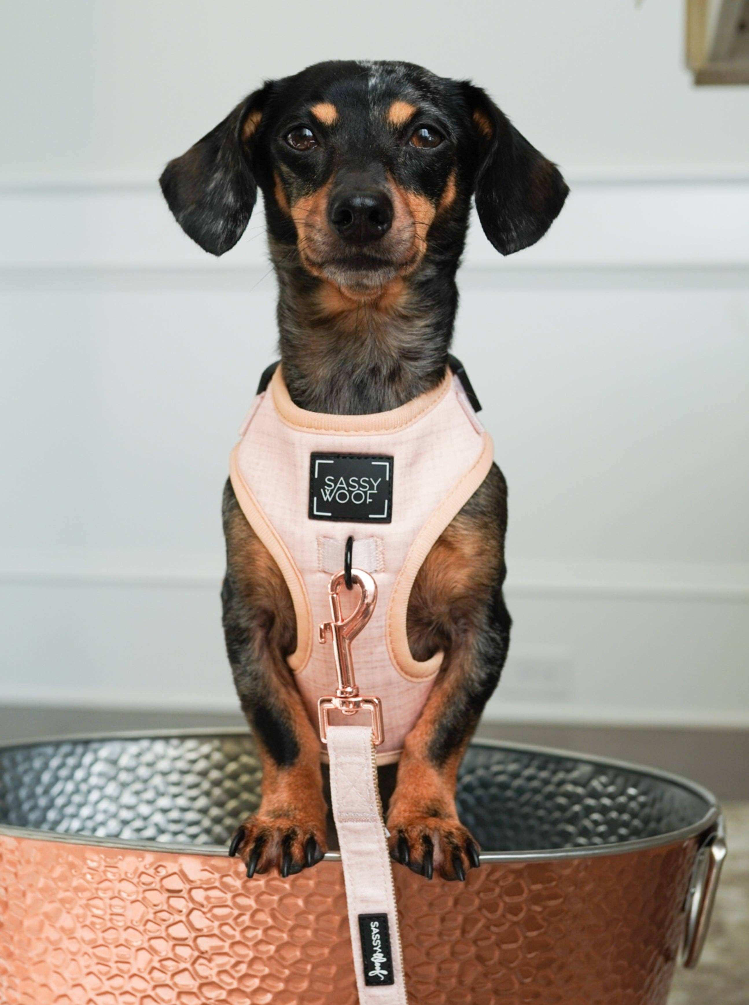 SASSY WOOF - Wholesale Pet Harness - Dog - Dog Adjustable Harness - Pinot16