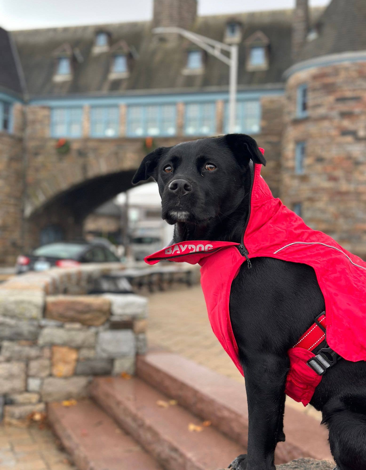 BAYDOG - Wholesale Hondenjack - Hond - Narragansett Bay hondenjack voor zeilhonden7