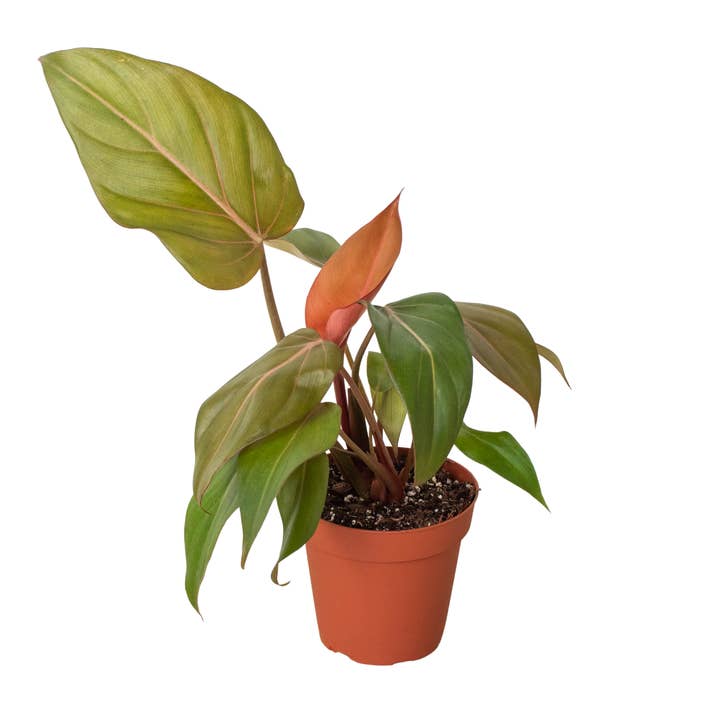 Philodendron 'Summer Glory' voor wholesale door Rooted Treasures Farms