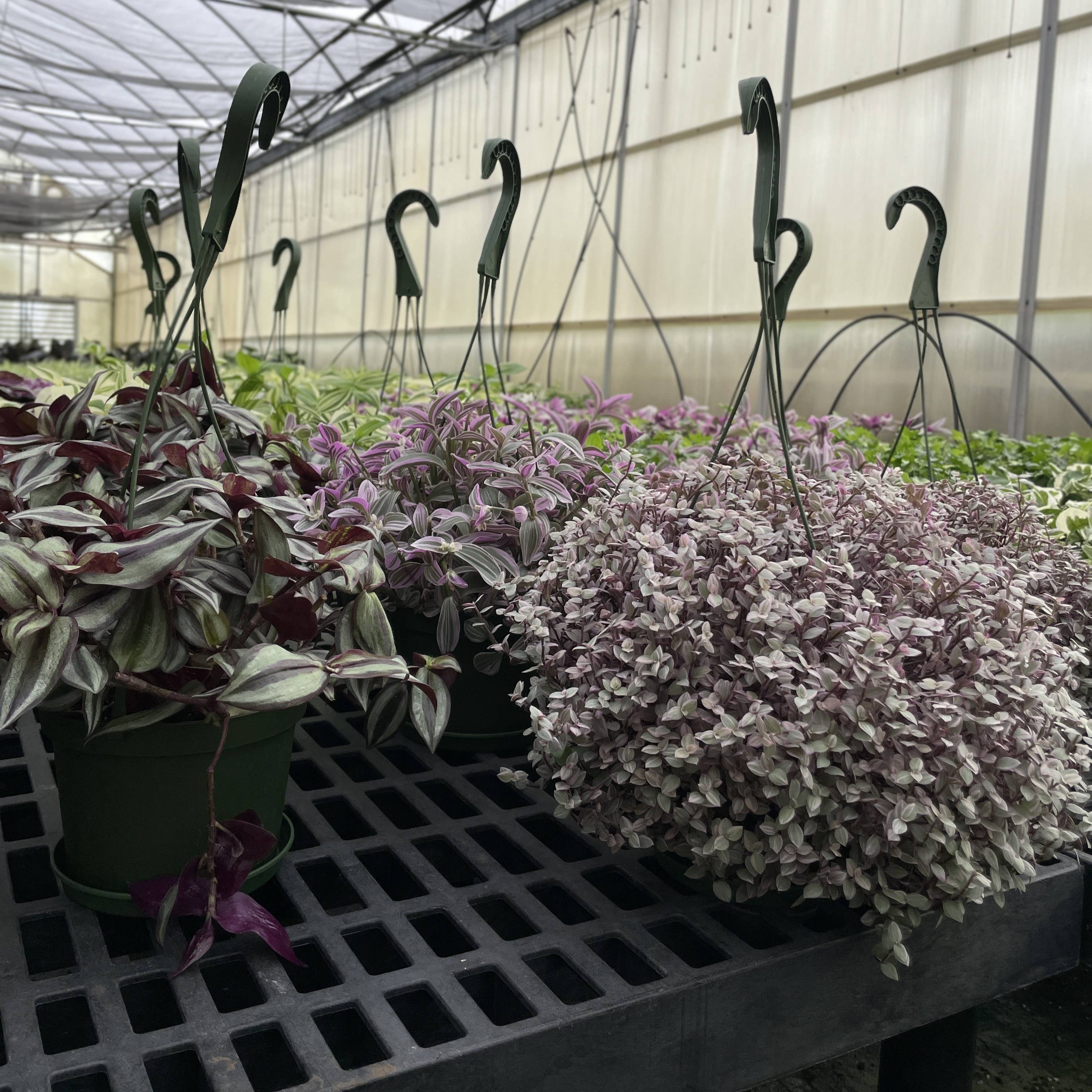 Thorsen's Greenhouse - Wholesale Live Plant - Tradescantia Hanging Basket - 6" Live Plant10