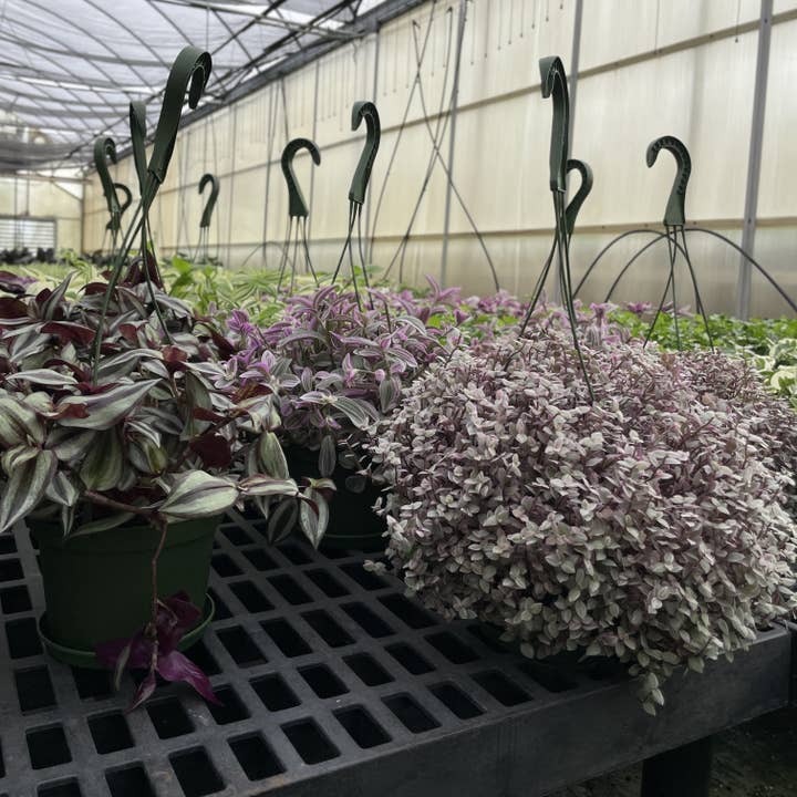 Thorsen's Greenhouse - Wholesale Live Plant - Tradescantia Hanging Basket - 6" Live Plant10