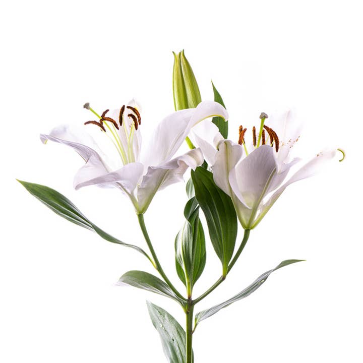 Asiatic Lily White - Fresh Cut Flowers for wholesale by Metro Flower Market