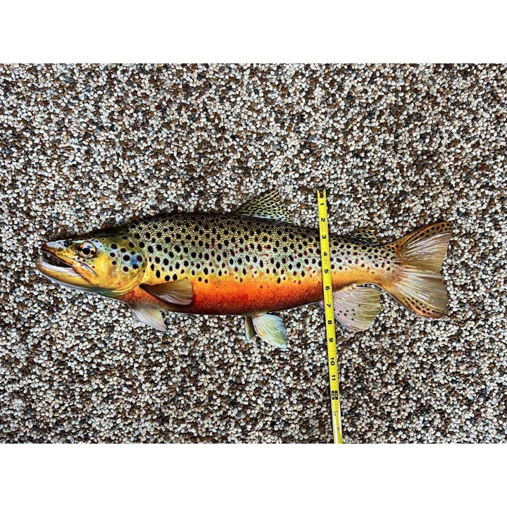 Reelistic Replicas - Wholesale Wall Accent - Brown Trout Replica - 24 Inch Realistic Brown Trout Wall Art
