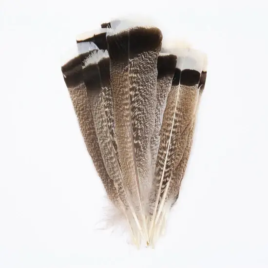 Zucker Feather Products – wholesale Feathers – Natural Turkey Tails Selected Feathers - Black-Eggshell-Natu2