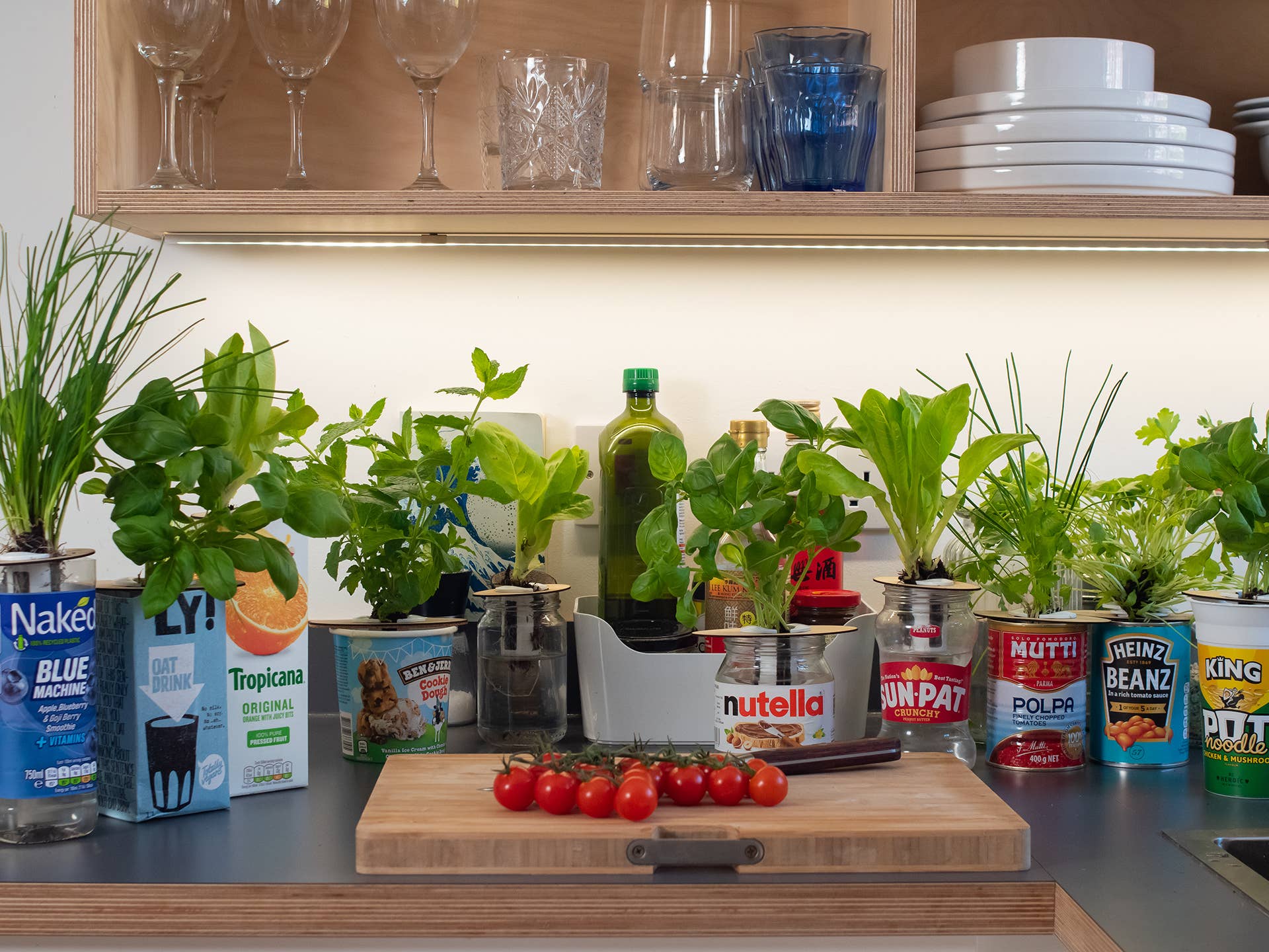 Shroot: Kabloom Seedboms - Wholesale Plant Seeds - Bottle Farm Mini Kit - Indoor Hydroponic Herb Basil Grow Kit5