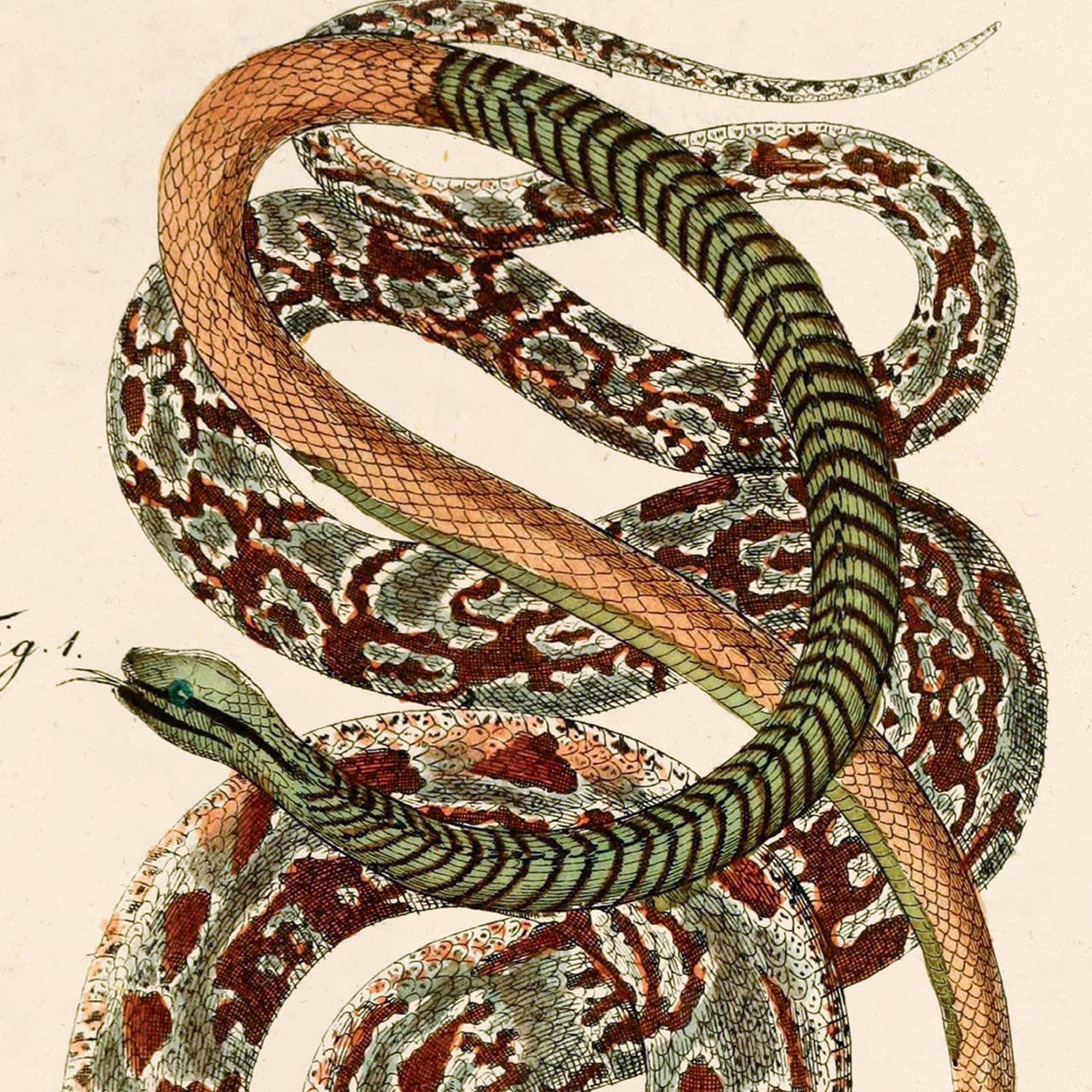 Curious Prints - Wholesale Art Print - Vintage French Snake Zoology 2 Print w/ optional frame1