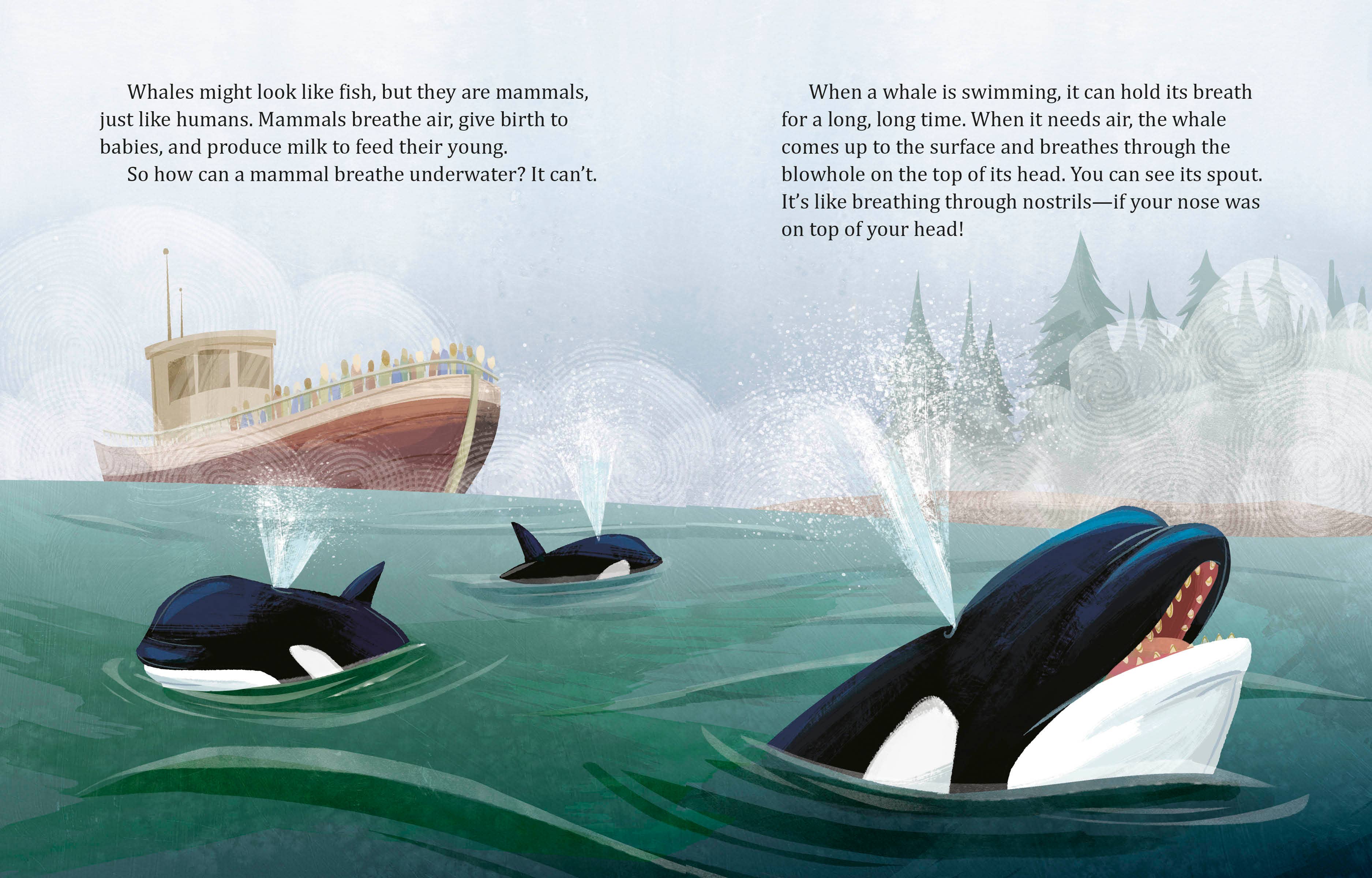 Penguin Random House LLC - Wholesale Preschool Book (3-5) - My Lgb About Whales2