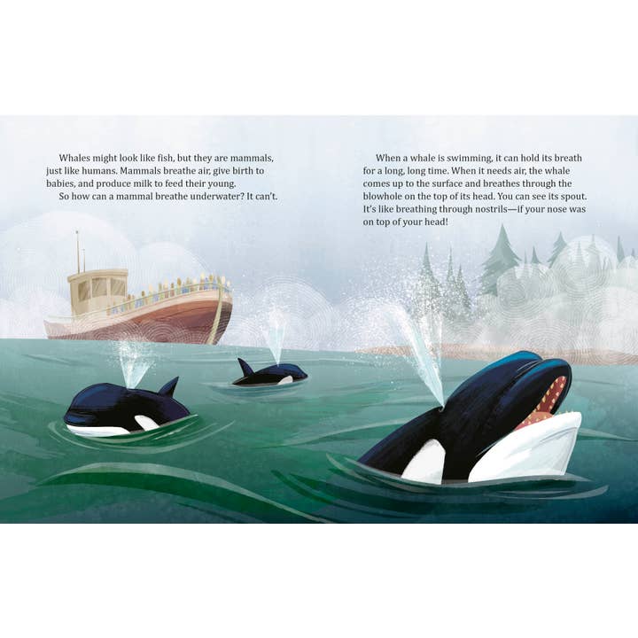 Penguin Random House LLC - Wholesale Preschool Book (3-5) - My Lgb About Whales2