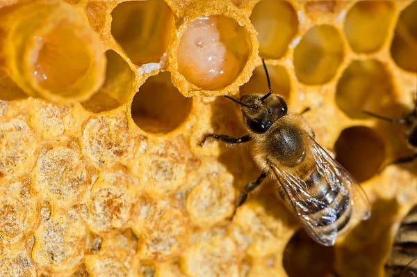 Du Jardin Beauty - Wholesale Anti-Aging Moisturizer - Royal Rescue Balm2