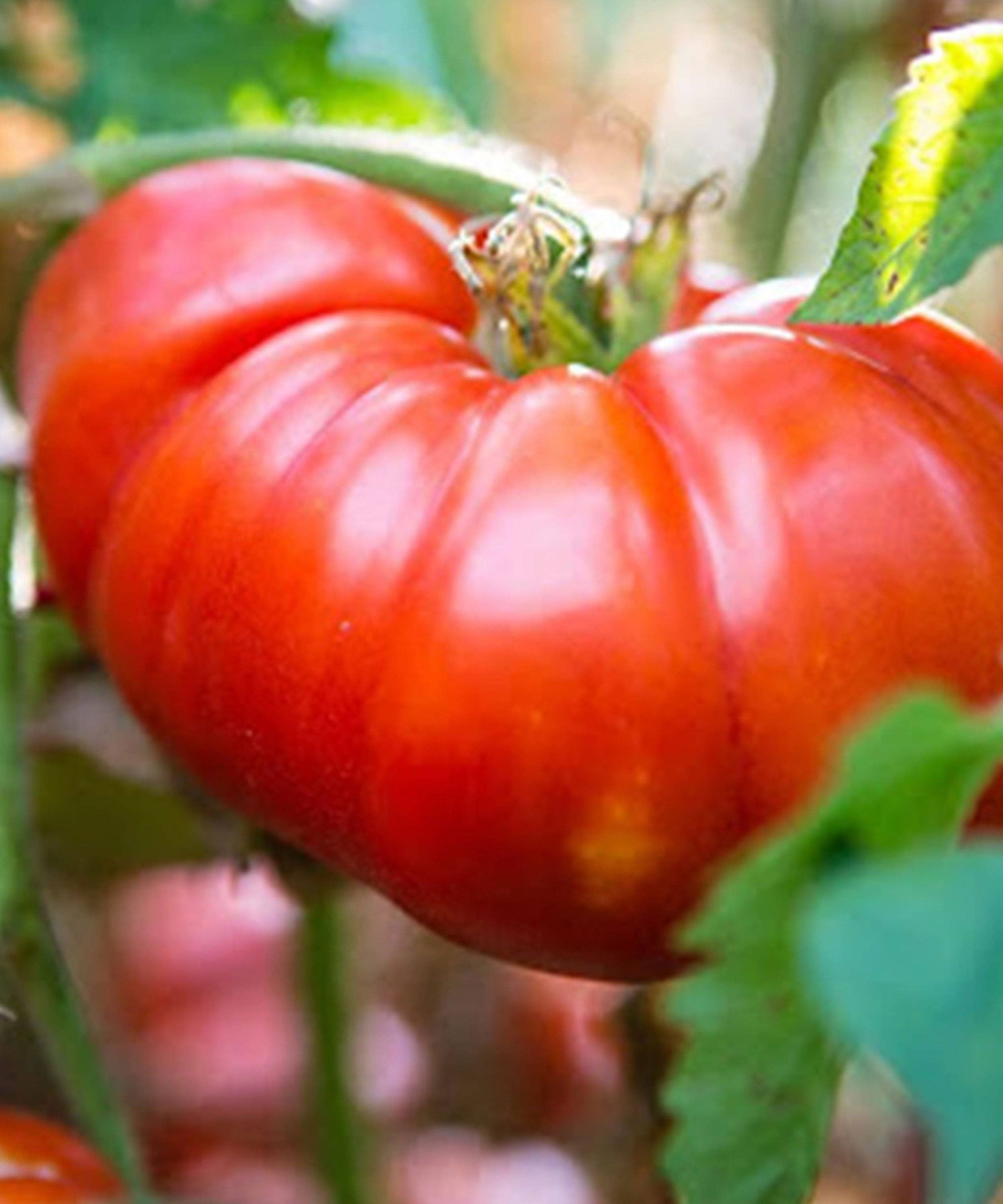 Herboo – wholesale Plant seeds – Tomato 'Marmande' Seeds3