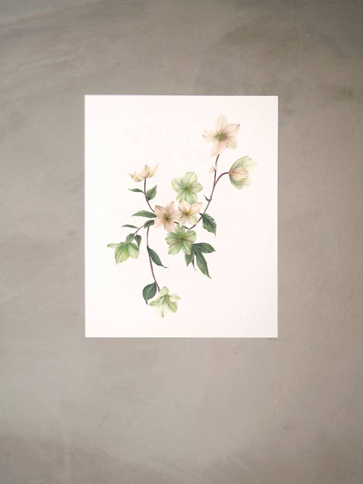Hellebore Watercolor Artprint 8"x10" for wholesale by Seniman Calligraphy