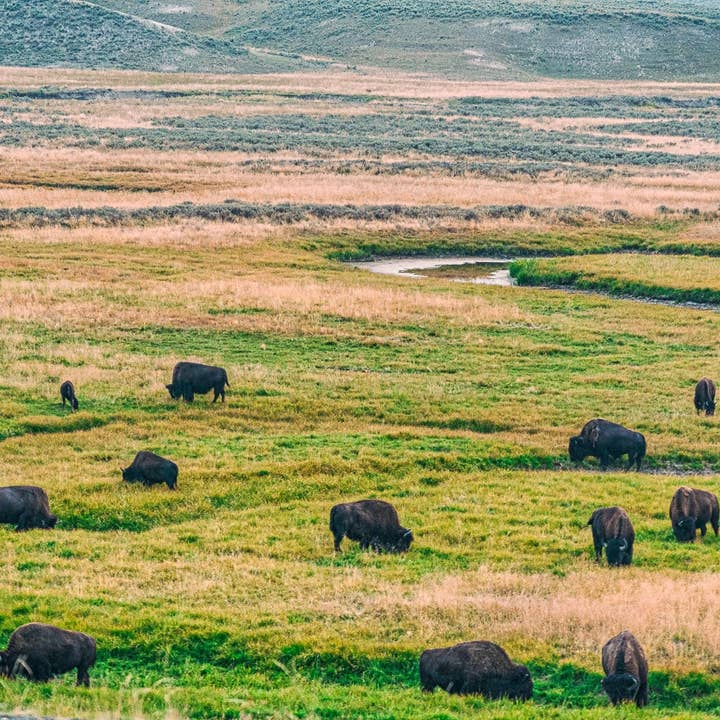 Wimberley Puzzle Company - Wholesale Puzzle - Adult - Yellowstone, Where the Buffalo Roam | Yellowstone National Park Puzzle | 250, 500, 1000 Pieces1