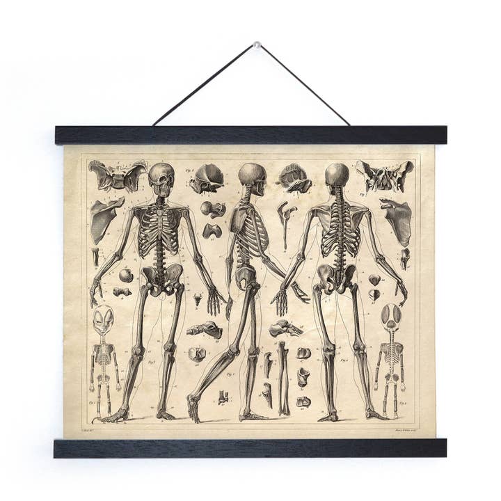 Curious Prints - Wholesale Art Print - Vintage Anatomy Skeleton Diagram Print w/ optional frame1