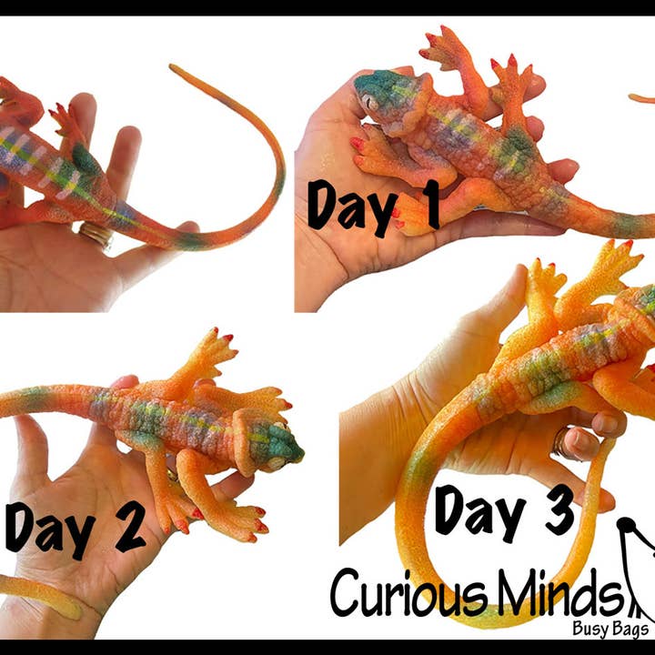Curious Minds Toys - Wholesale Fidget toy – Kids - 1 Jumbo Grow a Lizard in Water - Add Water and it Grows up2