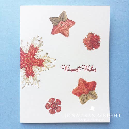 Sandy Greetings - Warmest Wishes - Juego de 8 para venta al por mayor de Jonathan Wright and Company