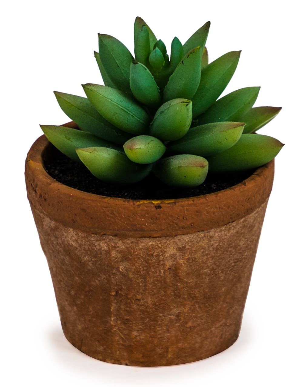 McGowan & Rutherford Ltd - Wholesale Succulent - Ornamental Succulent in Terracotta Pot#0