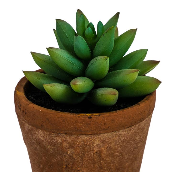 Ornamental Succulent in Terracotta Pot# for wholesale by McGowan & Rutherford Ltd