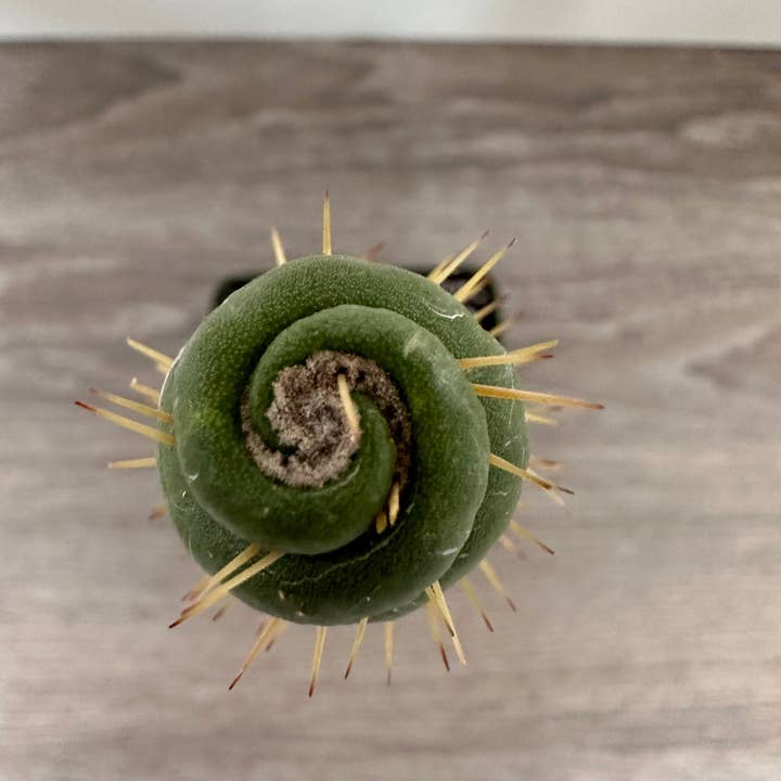 Grow Margo - Wholesale Live Plant - Rare Live Cactus - Eulychnia Castanea Spiralis - Twisted Ra8