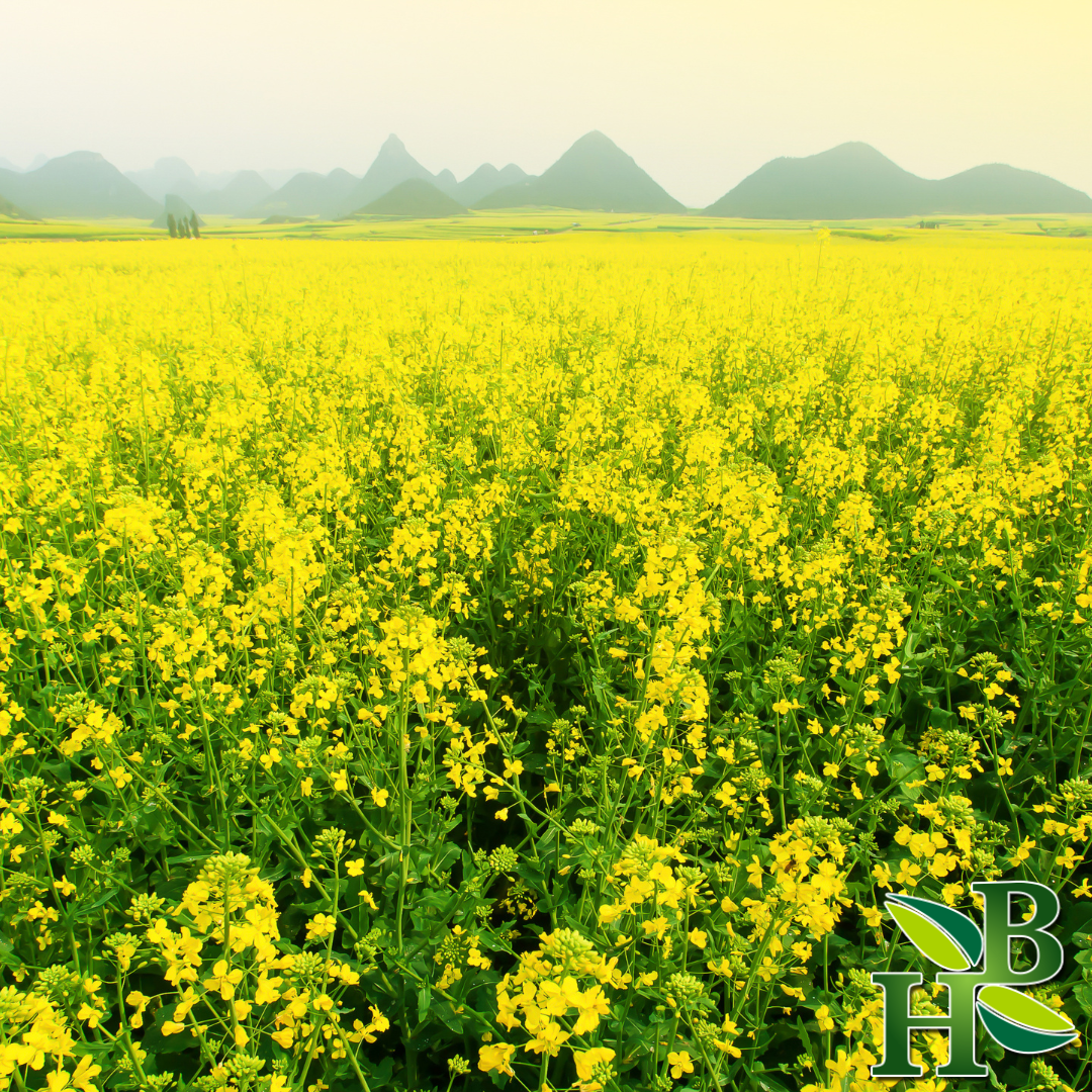 Herb To Body - Vente Épices séchées - Moutarde moulue en poudre jaune1