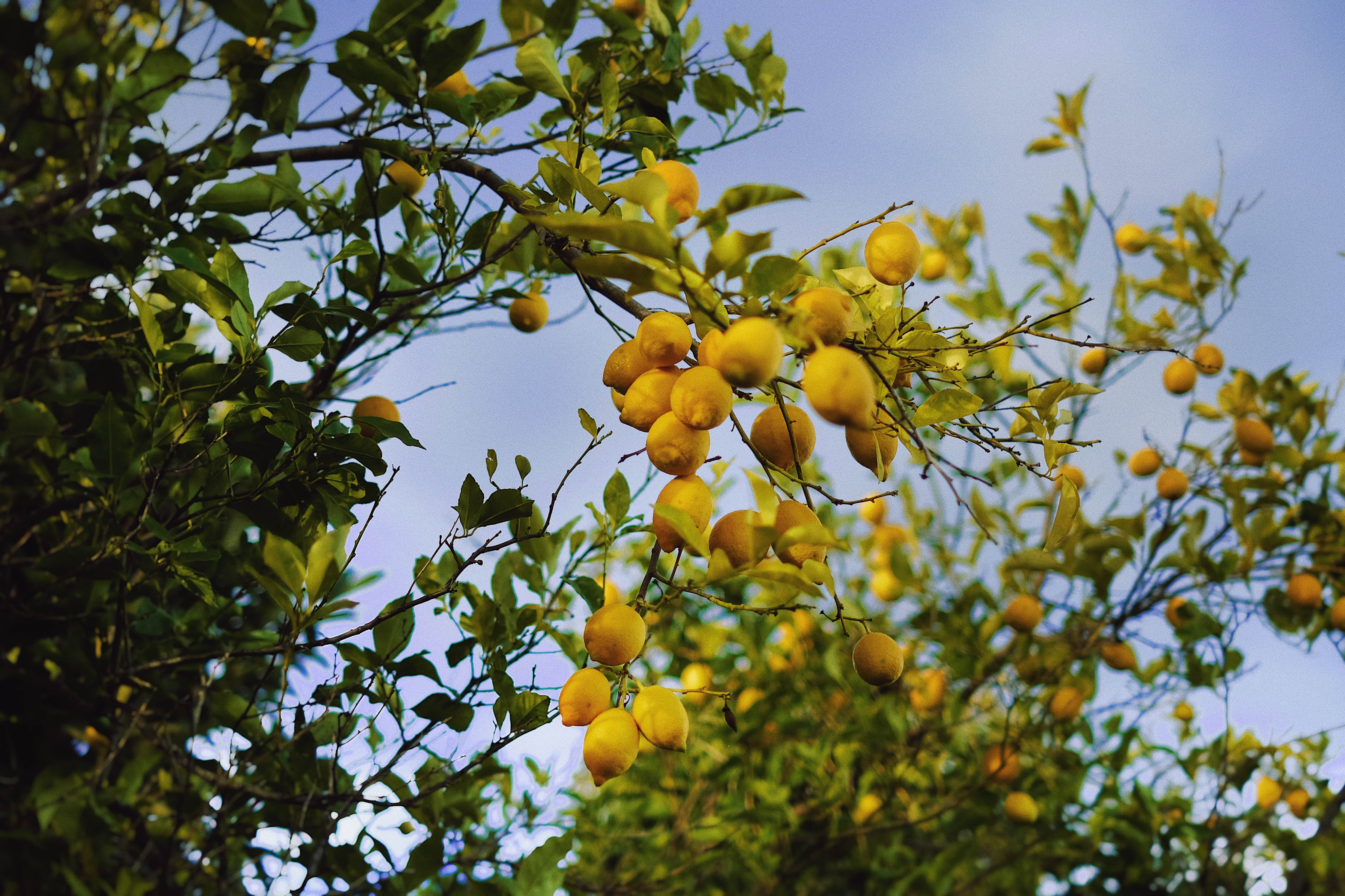 Occhiolino - Wholesale Liqueur - Limoncello4