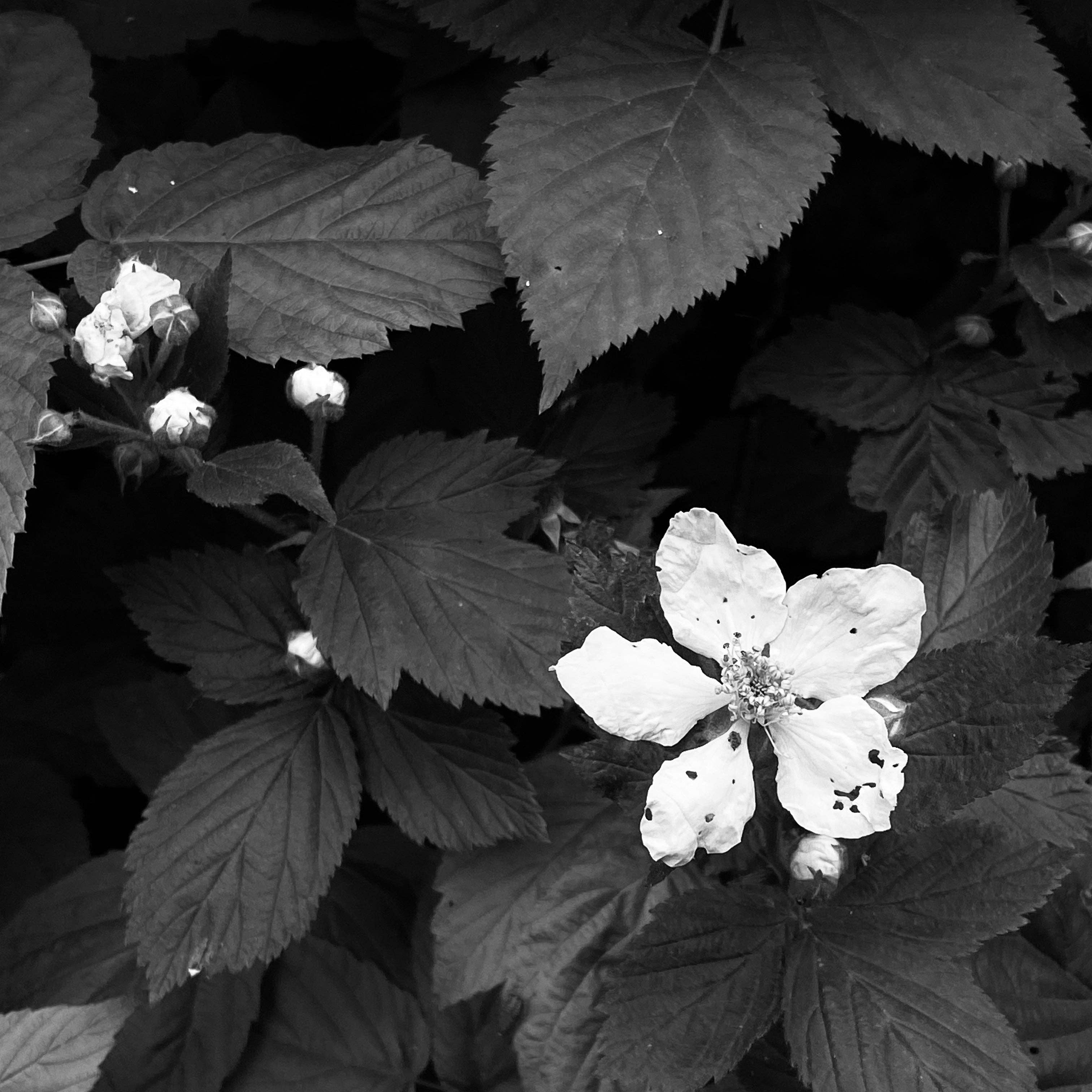 MIZU - Wholesale Perfume/Eau de Toilette - MOONFLOWER All-Natural Eau de Parfum2