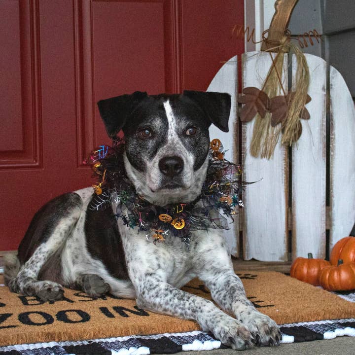Midlee Designs - Wholesale Pet collar – Dog - Midlee Pumpkin & Spider Web Halloween Decorative Dog Collar2