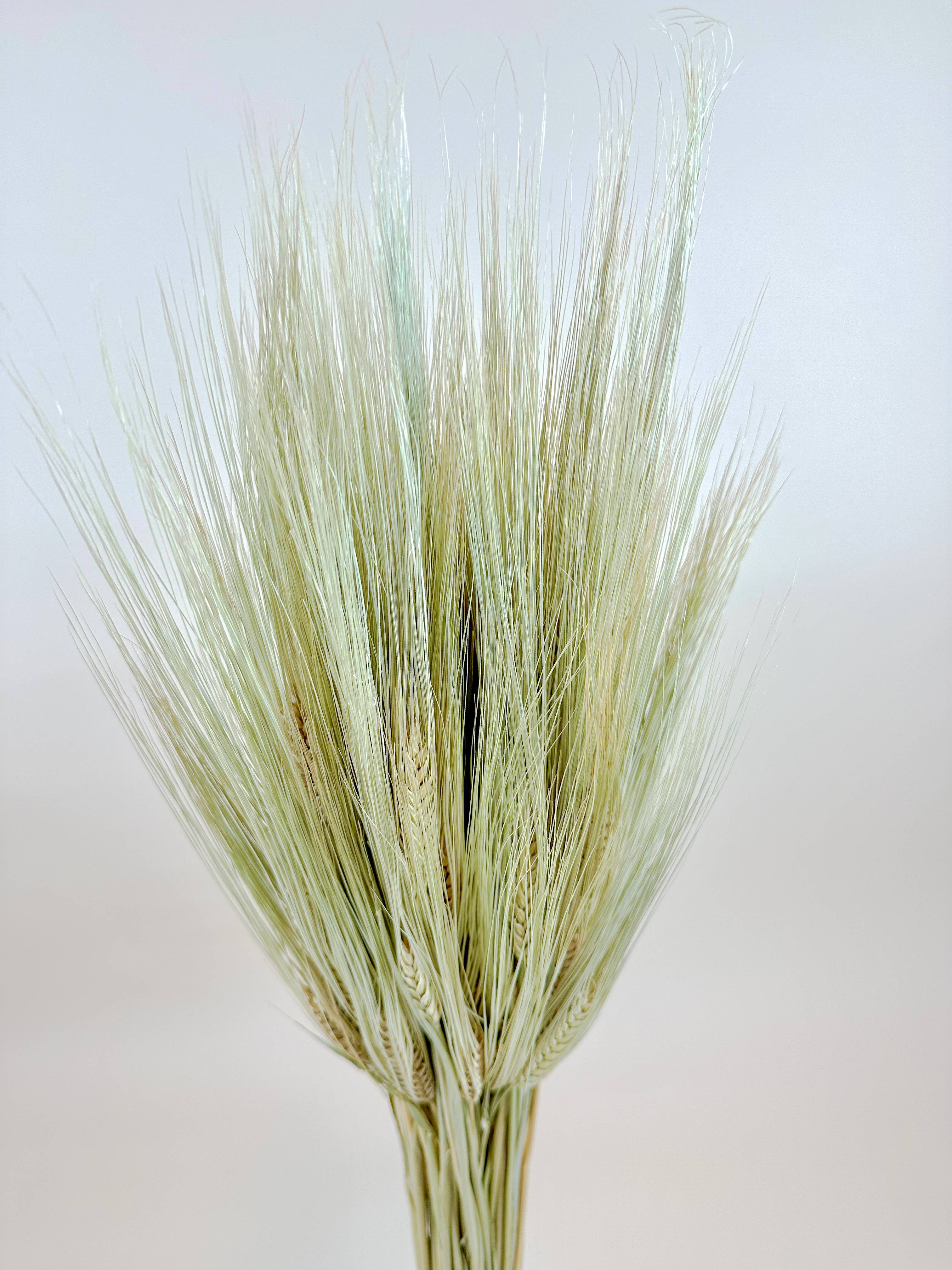 Lovejoy Farms Premium Dried Flowers - Venta al por mayor Flores secas/prensadas - Trigo Triticale Barbudo – Hierba Decorativa Secada Naturalmente1