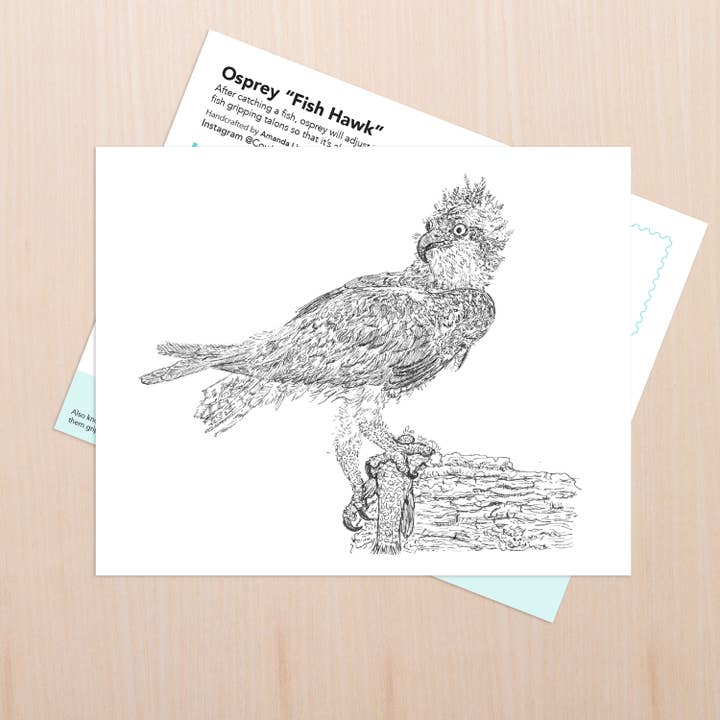 Osprey Fish Hawk Art for wholesale by Coy Ink Studio
