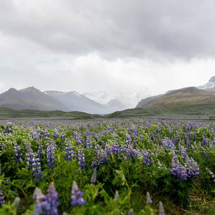 Whitworth Gallery - Wholesale Plant Seeds - Alaskan Lupin Wildflower Seed Packets6