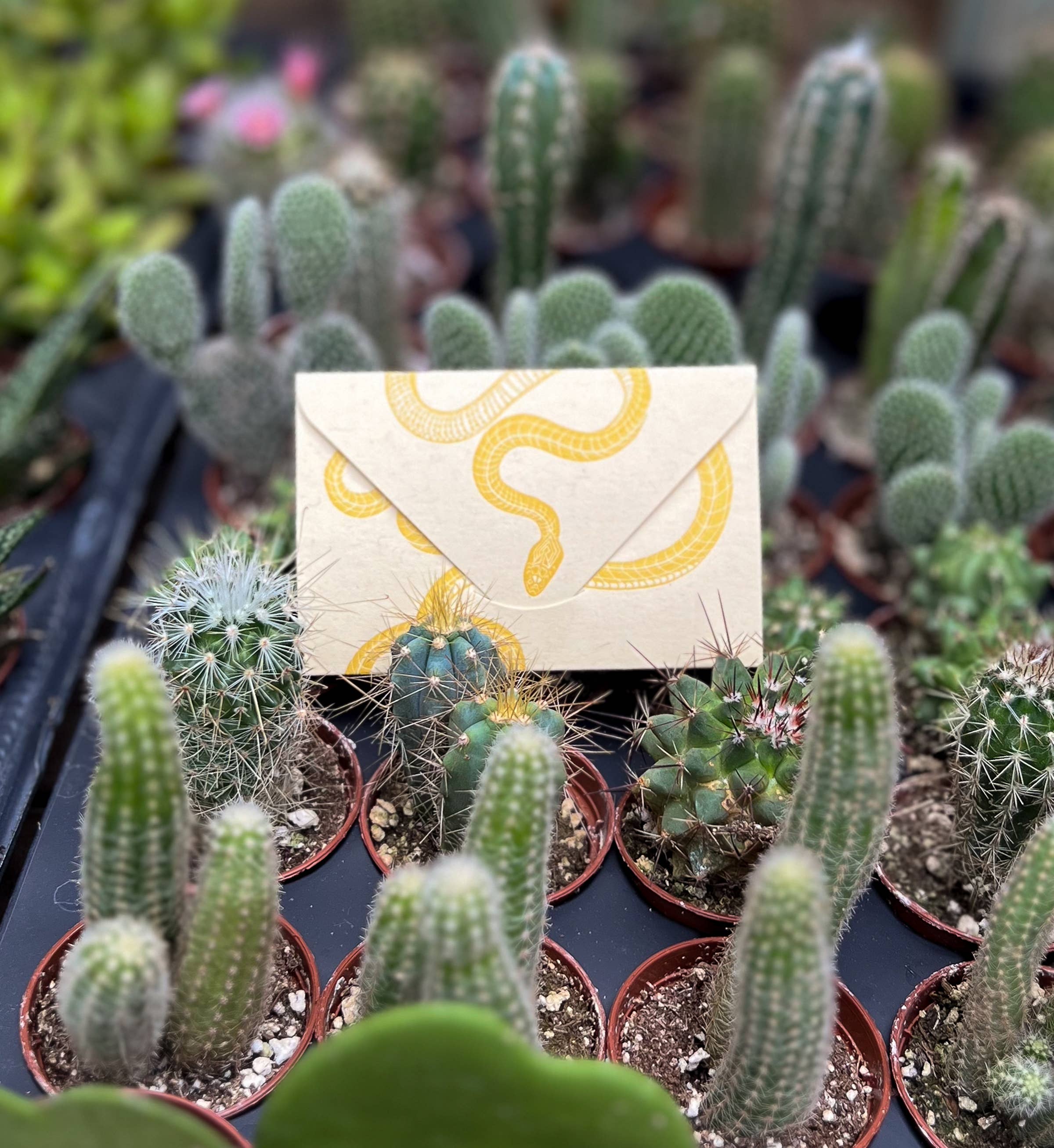 Blackbird Letterpress - Wholesale Everyday Greeting Card - snake yellow gold mini card8