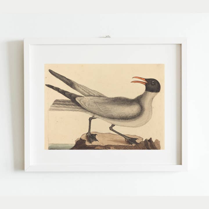Sea to Skye - Wholesale Art Print - The Laughing Gull Art Print
