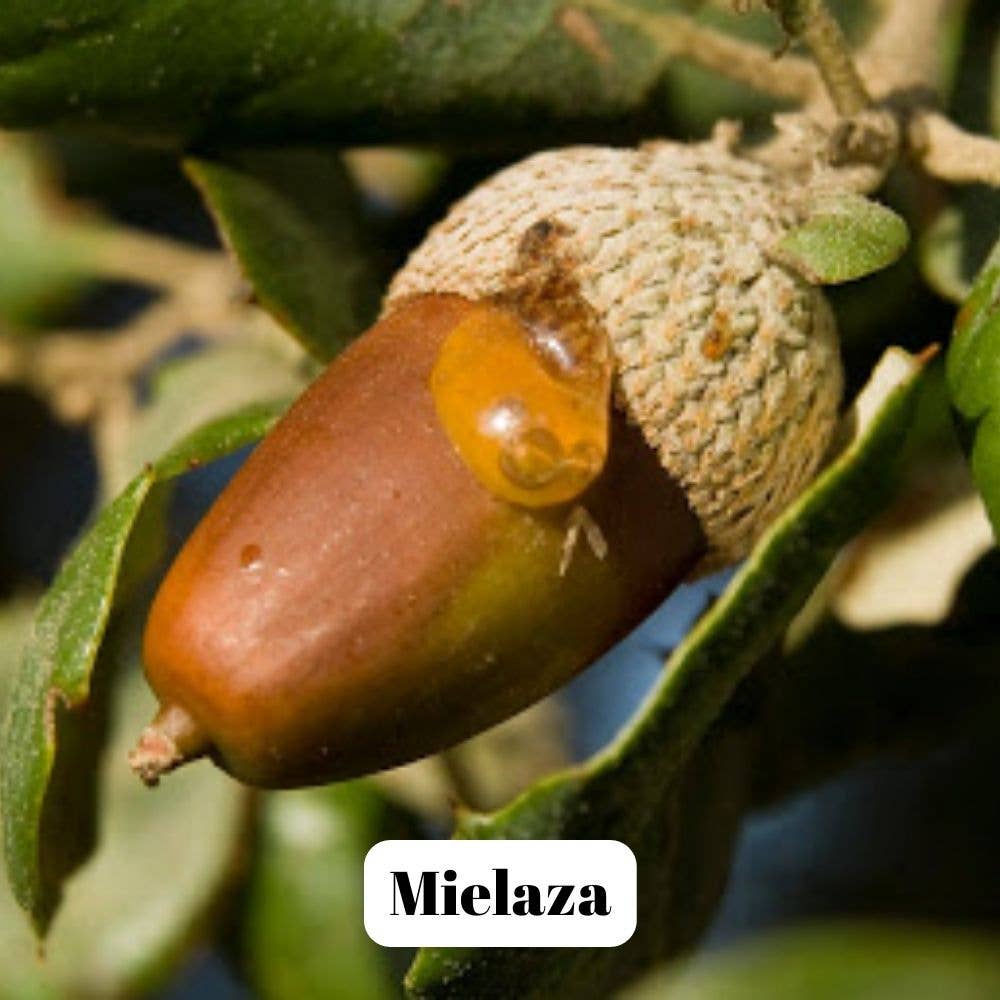 L'ABELLA MIEL – wholesale Honung – L'Abellamel Skog Honung 2000g1