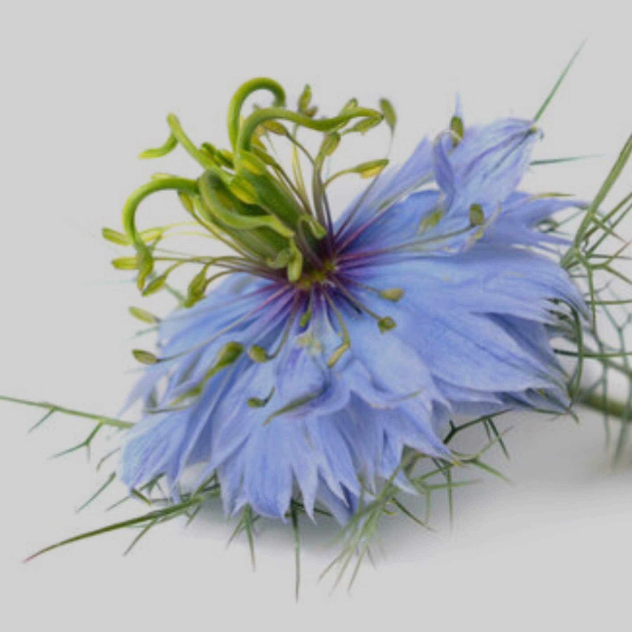 SOWE Botanic Lab - Wholesale Facial Oil - Organic black seed oil1