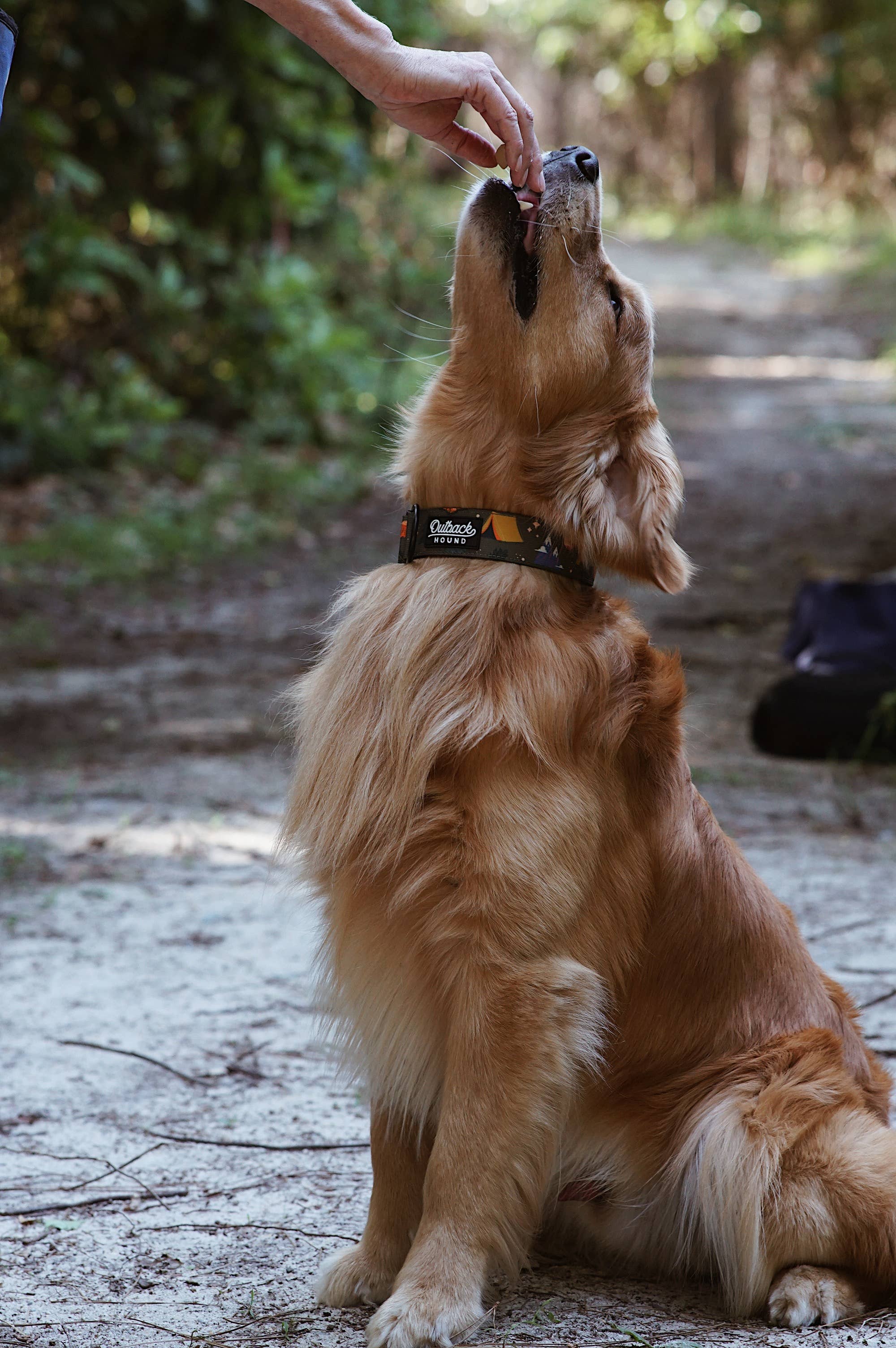 Outback Hound – Engroshandel Halsbånd - Hund – Fortryllet skovhundehalsbånd 5