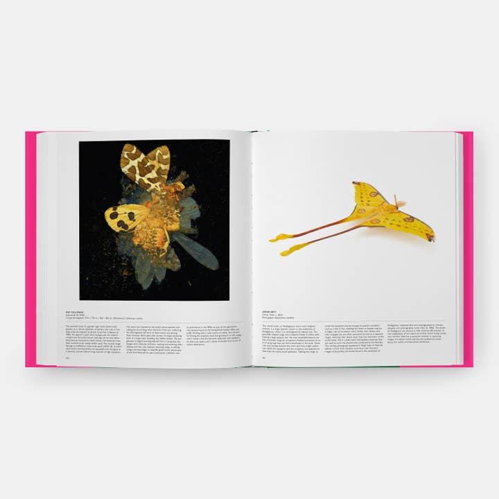 Phaidon - Wholesale Nature & Outdoors - Butterfly: Exploring the World of Lepidoptera9