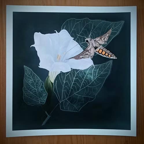 Heilige Datura en Kolibrievlinder Giclee Kunstdruk voor wholesale door LA Is Not A Desert