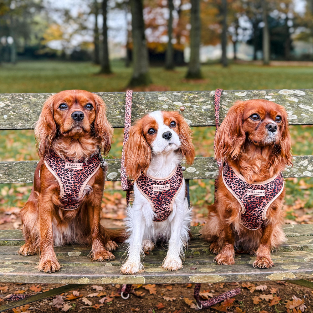 Cocopup London - Wholesale Pet Harness - Dog - Quilted Leopard Pup Adjustable Neck Harness13