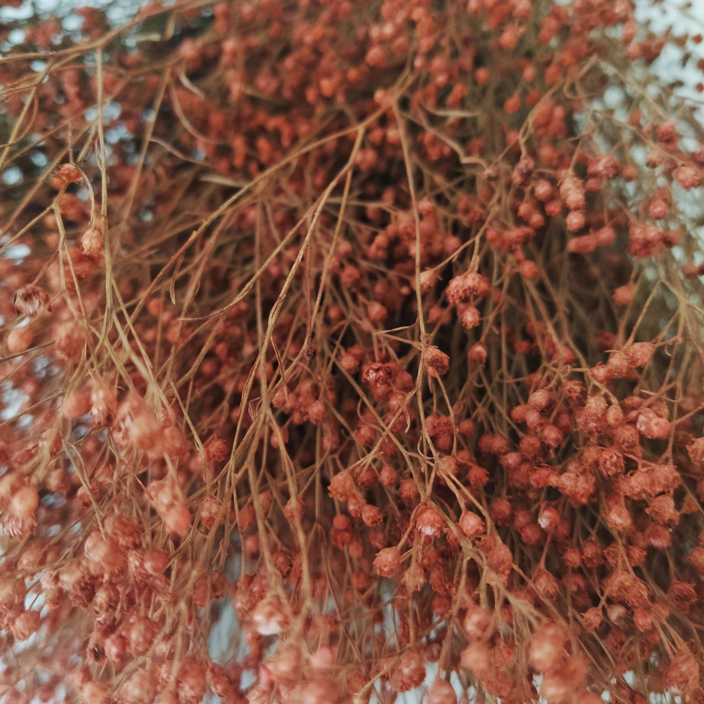 Concari.flores Preservadas - Wholesale Dried/Pressed Flowers - BROOMS PRESERVED5