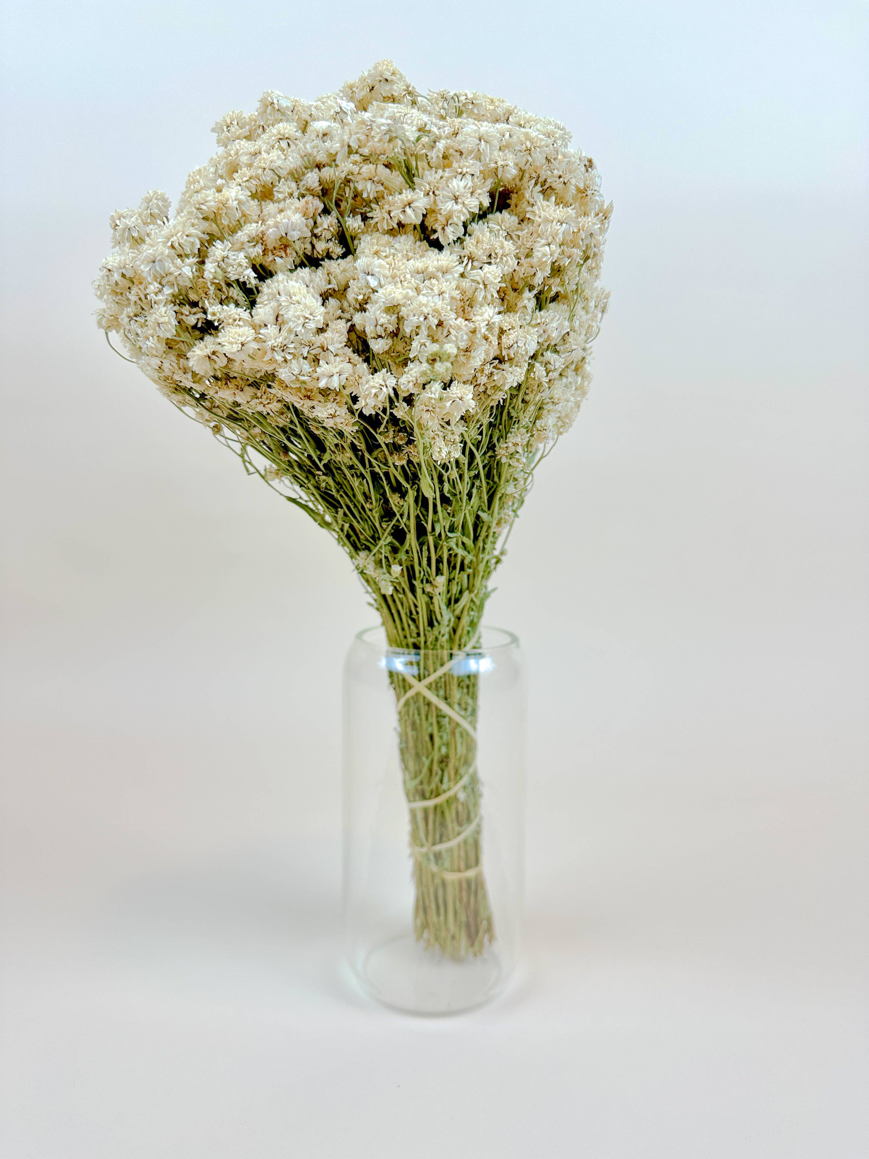 Lovejoy Farms Premium Dried Flowers – Flores secas/prensadas por atacado – Achillea of Pearl - Flores Secas Brancas Delicadas2