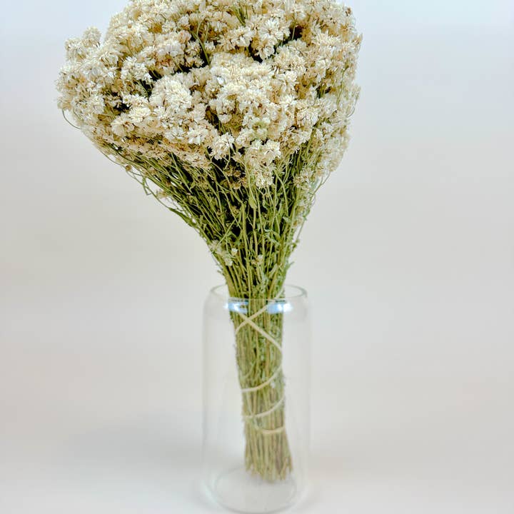 Lovejoy Farms Premium Dried Flowers – Flores secas/prensadas por atacado – Achillea of Pearl - Flores Secas Brancas Delicadas2