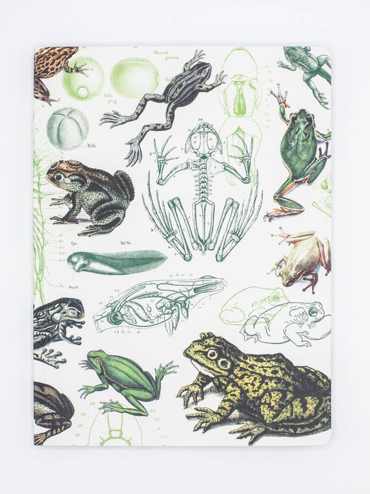 Cuaderno de Tapa Blanda de Ranas y Sapos - Páginas Rayadas (Caja de 6) para venta al por mayor de Cognitive Surplus