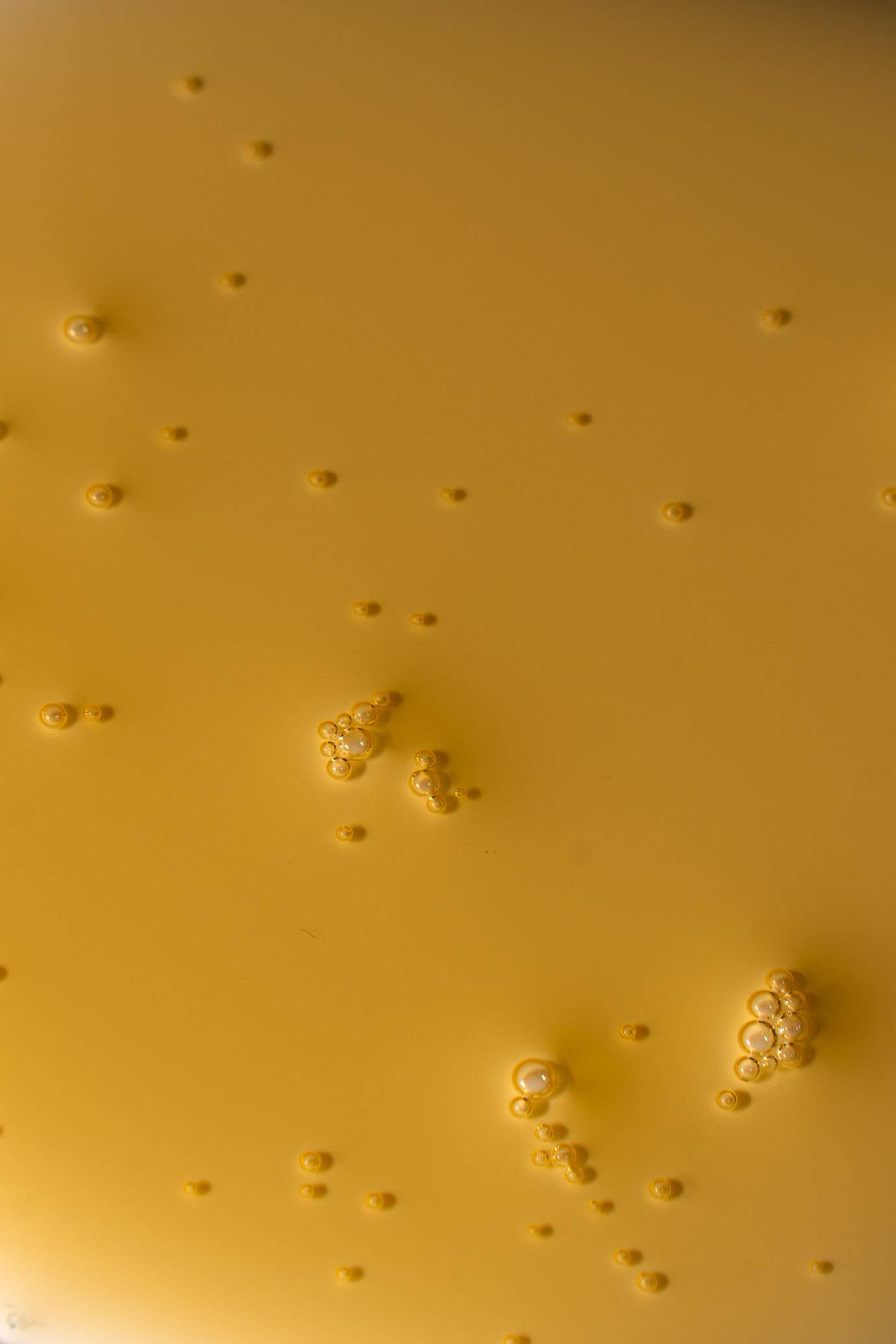 otriea – Soro facial por atacado – Aurora - Óleo Facial de Dia2